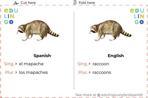 Racoon in spanish slang. Things To Know About Racoon in spanish slang. 